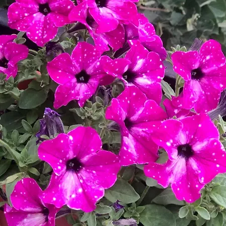 Central City Skadarlija Βελιγράδι