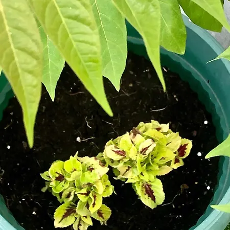 Central City Skadarlija * Belgrad